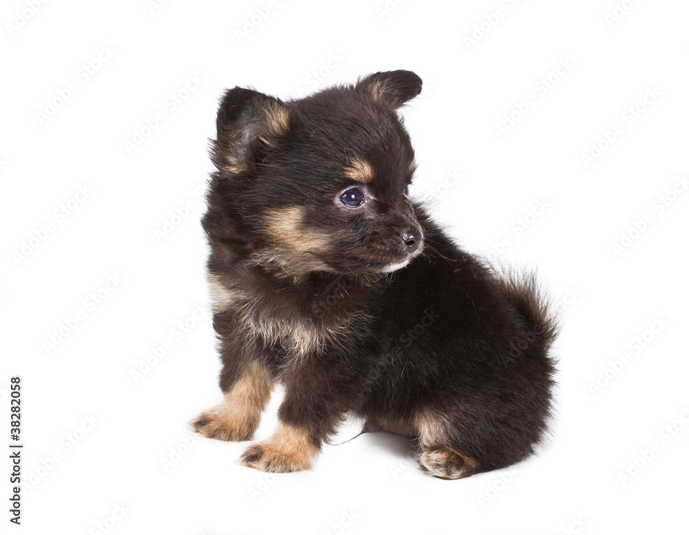 Spitz puppy in front of white background . Pomeranian dog isolat Spitz puppy in front of white background . Pomeranian dog isolat