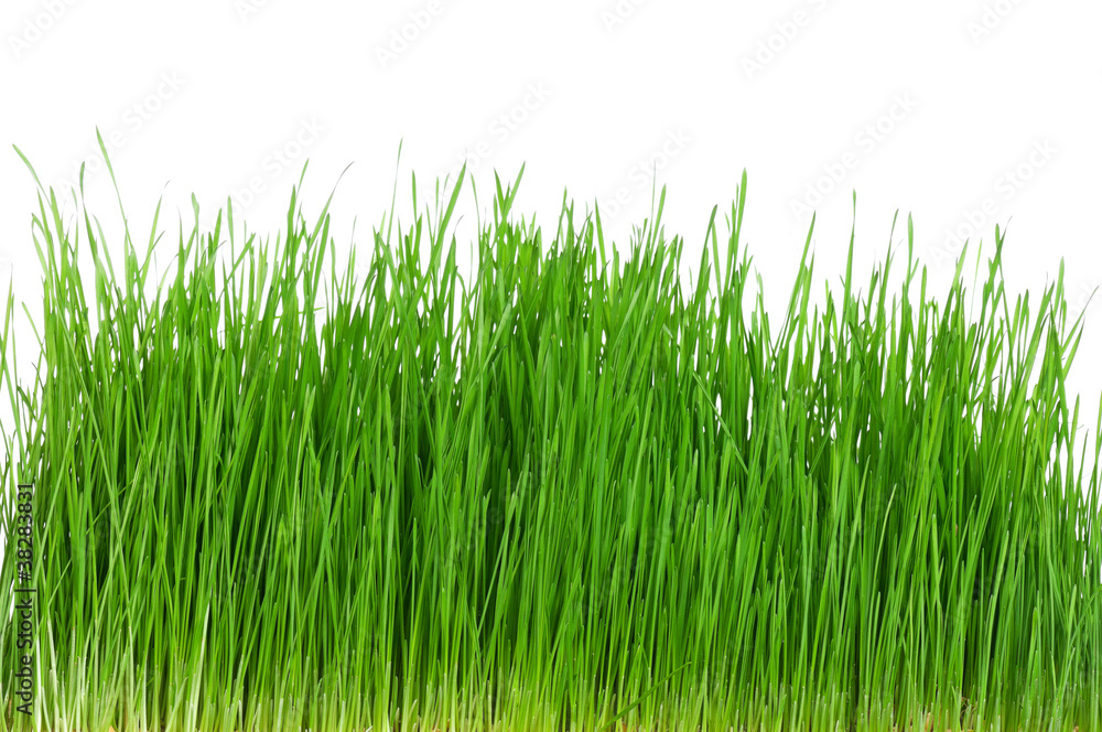 Wheat grass Wheat grass