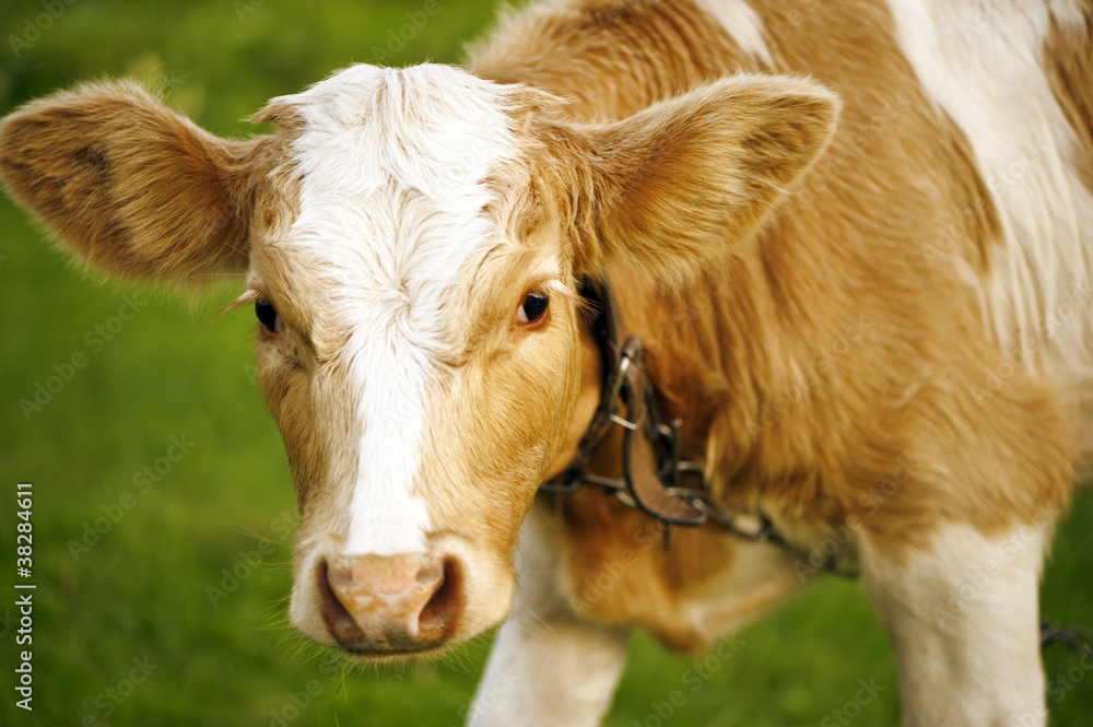 A Calf A Calf