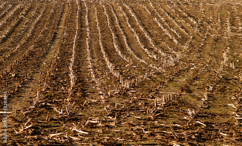 Fototapeta premium harvested corn field