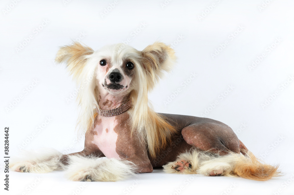 Naklejka premium Chinese crested dog lying portrait