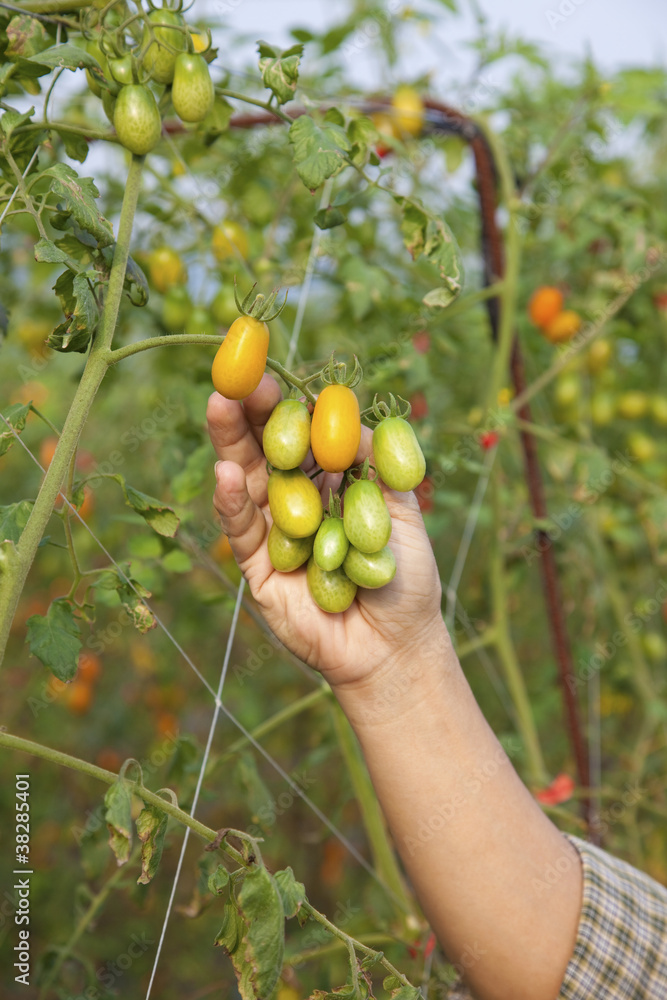 fresh tomato on tree farmer's hand holding it fresh tomato on tree farmer's hand holding it