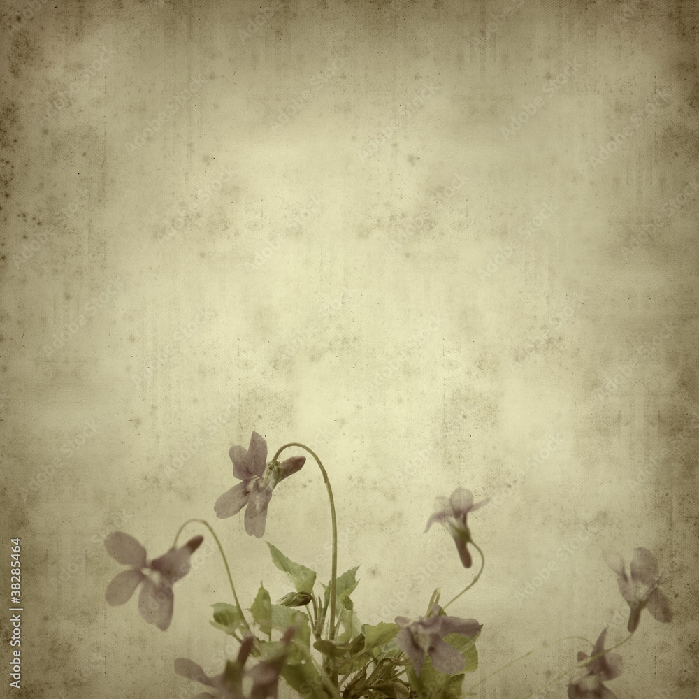 textured old paper background with viola canina (dog violet) textured old paper background with viola canina (dog violet)