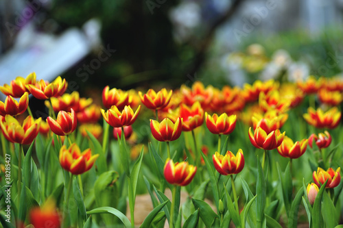 Beautiful spring tulip flowers in colorful garden © sommai
