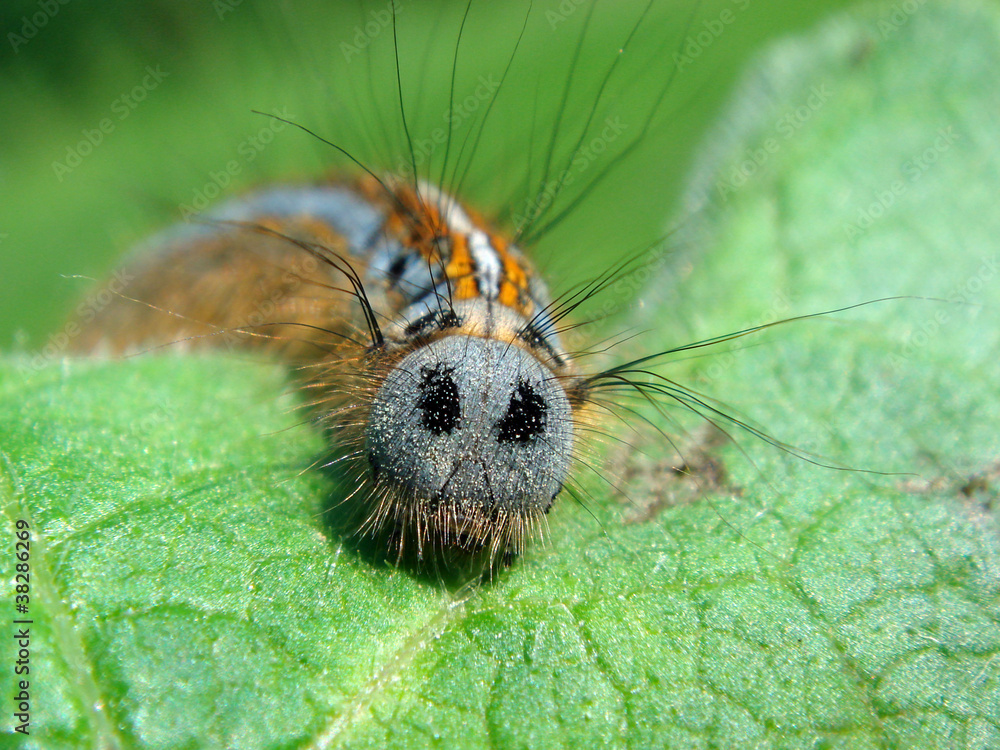 Fototapeta premium Macro hairy caterpillar (Malacosoma neustria)
