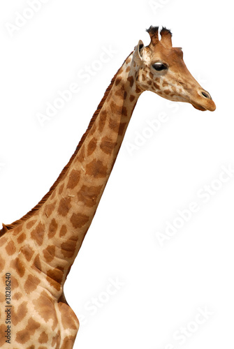 Profile portrait with the neck of giraffe