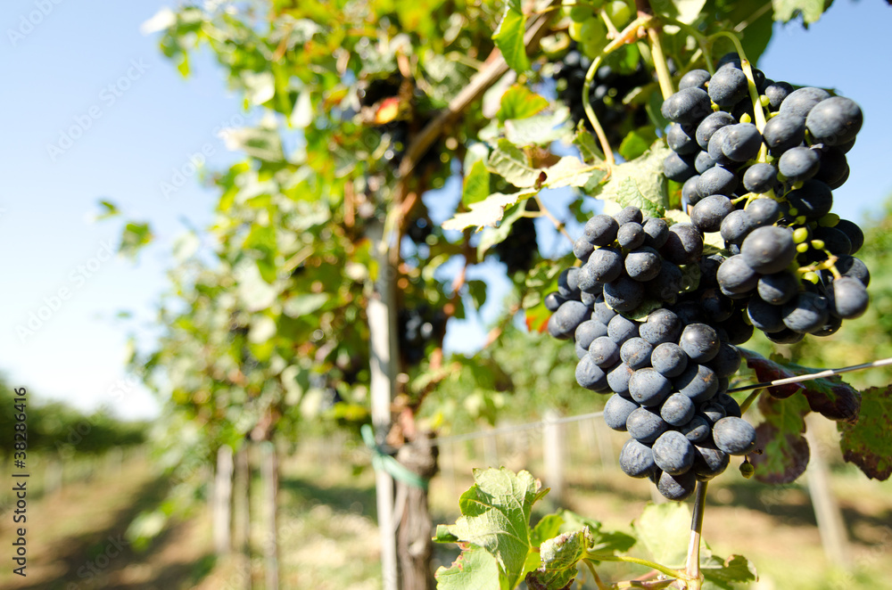 Black grape in vineyard before harvest