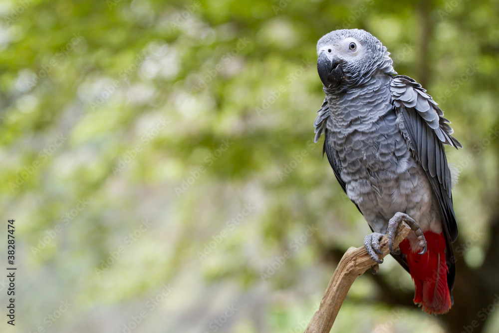 gray parrot with red tail catching on tree branch in wood. gray parrot with red tail catching on tree branch in wood.