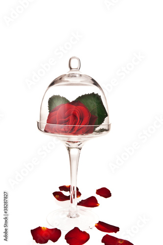 Bild auf Leinwand rose in glass