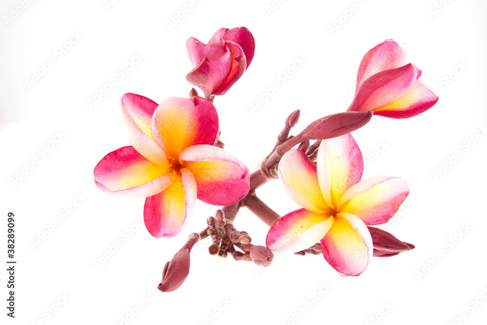 Fototapeta premium pink Frangipani, Plumeria...tropical flower,isolated