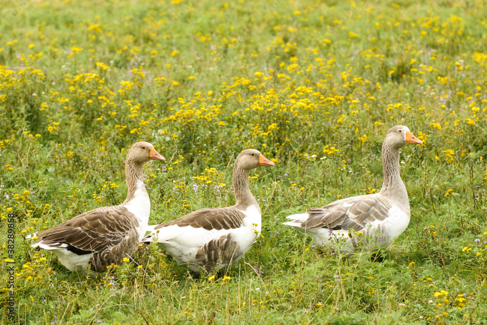 Obraz premium Gooses