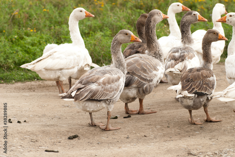 Gooses Gooses