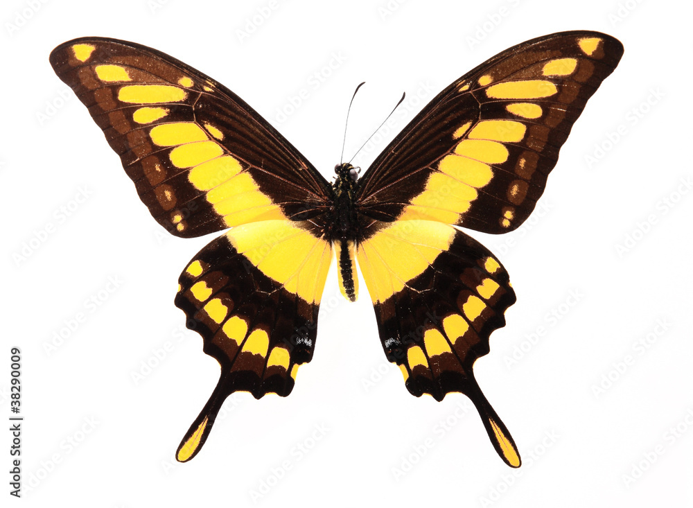 Fototapeta premium Yellow and brown butterfly