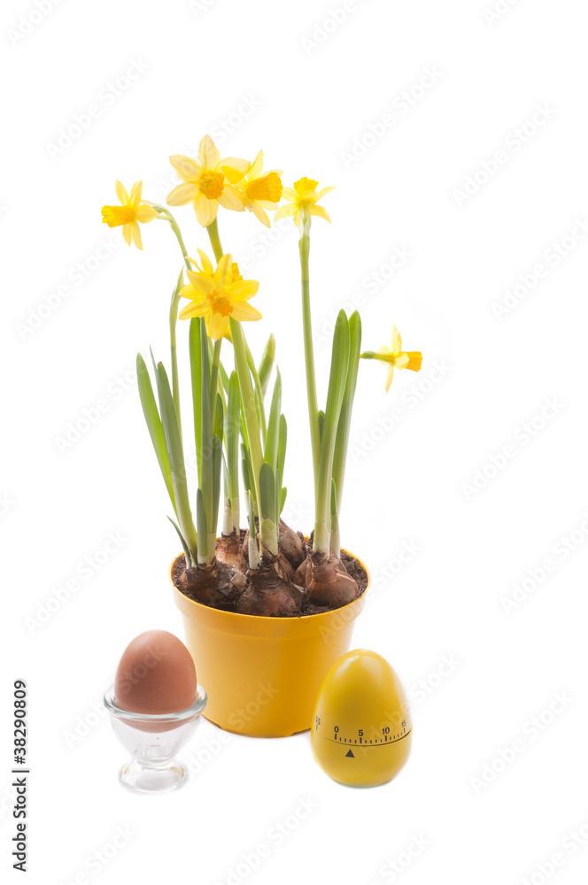 daffodil with egg for easter daffodil with egg for easter