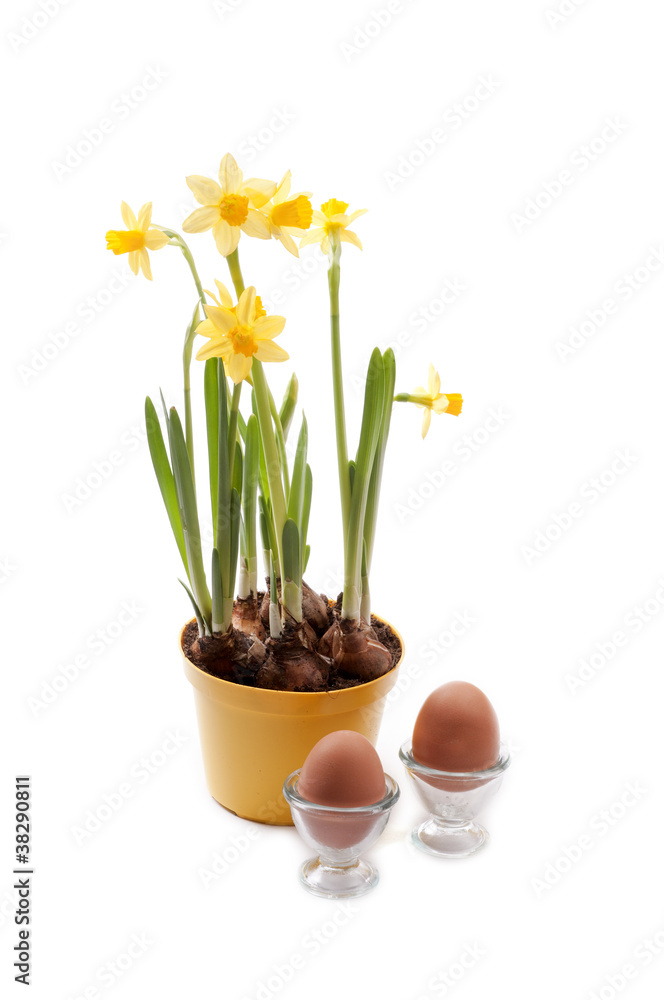 daffodil with eggs for easter
