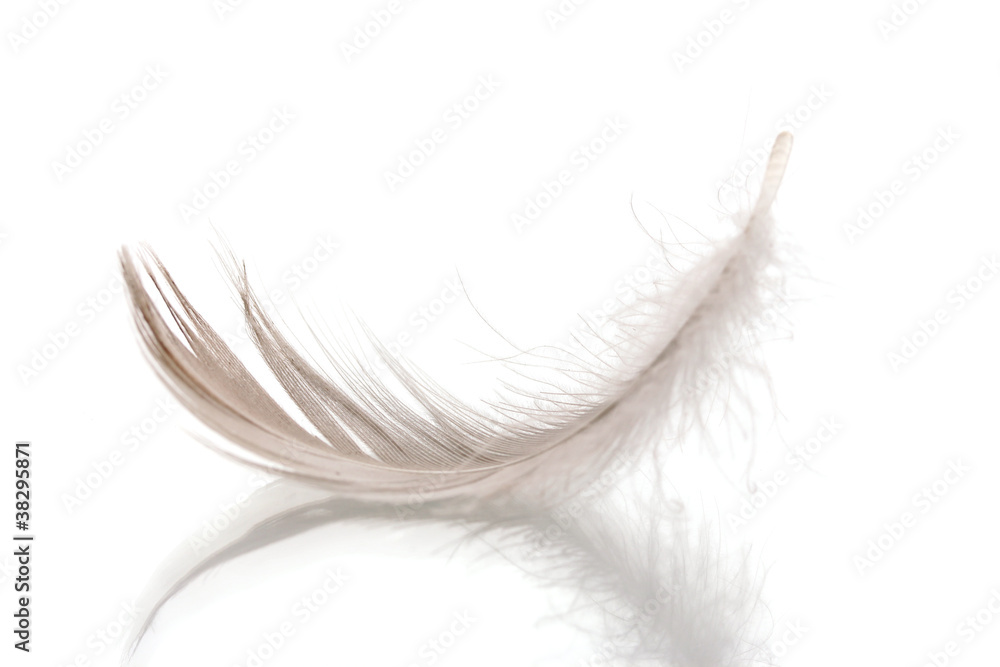 Single fluffy feather isolated on white Single fluffy feather isolated on white