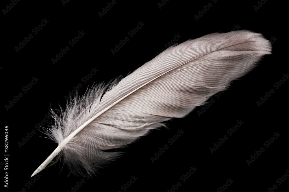 beautiful feather on black background beautiful feather on black background