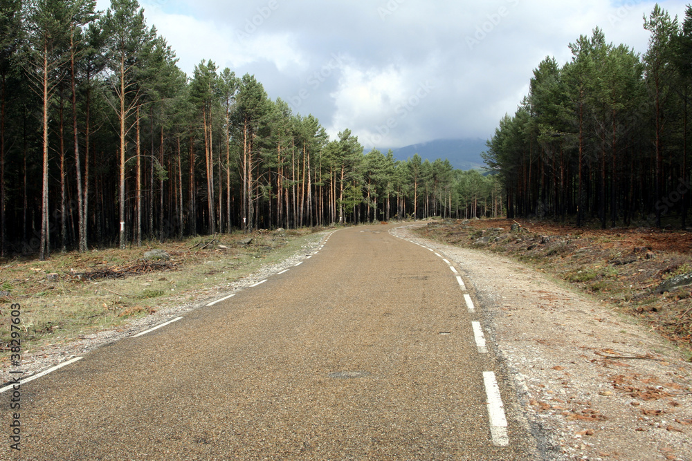 Obraz premium Carretera entre pinos