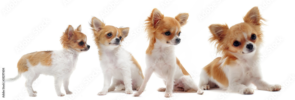 croissance de chihuahua