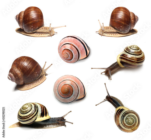 Collection of the garden snails in different position.