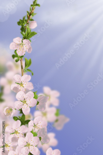Spring blooming white cherry