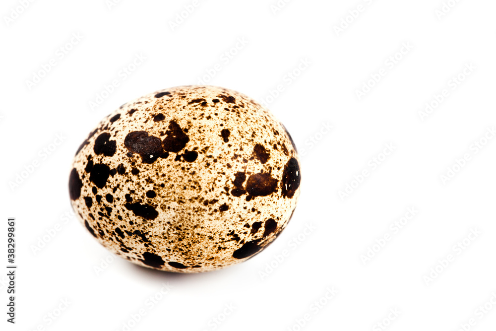 quail egg quail egg