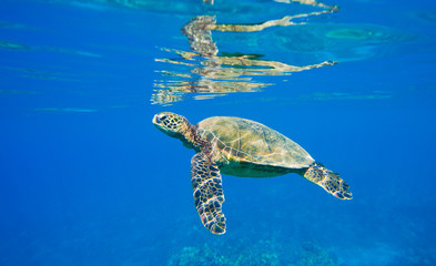 Sierkussen Schildpad Groene zeeschildpad in open oceaan  © EpicStockMedia
