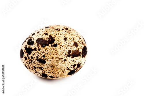 quail egg