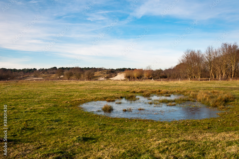 Dutch dune landscape with a frozen natural pond