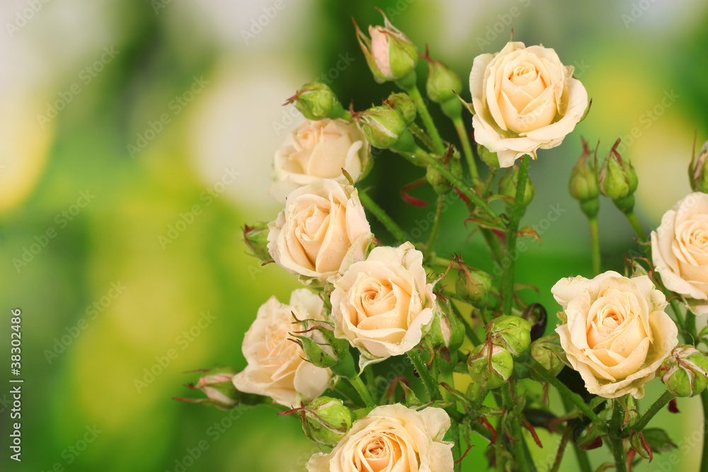 Beautiful small roses on green background Beautiful small roses on green background
