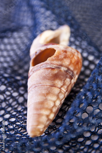 Spiral Sea Shell