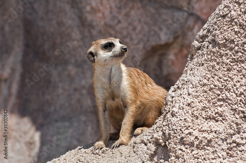 Meerkat. photo