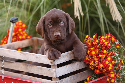 Fototapeta Naklejka Na Ścianę i Meble -  Chocolate Labrador Retriever