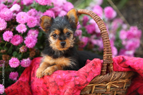 Fototapeta Naklejka Na Ścianę i Meble -  Fluffy Puppy in Basket