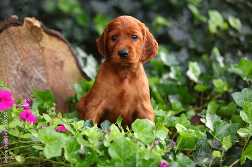 Fotografía Irish Setter Sitting in Ivy