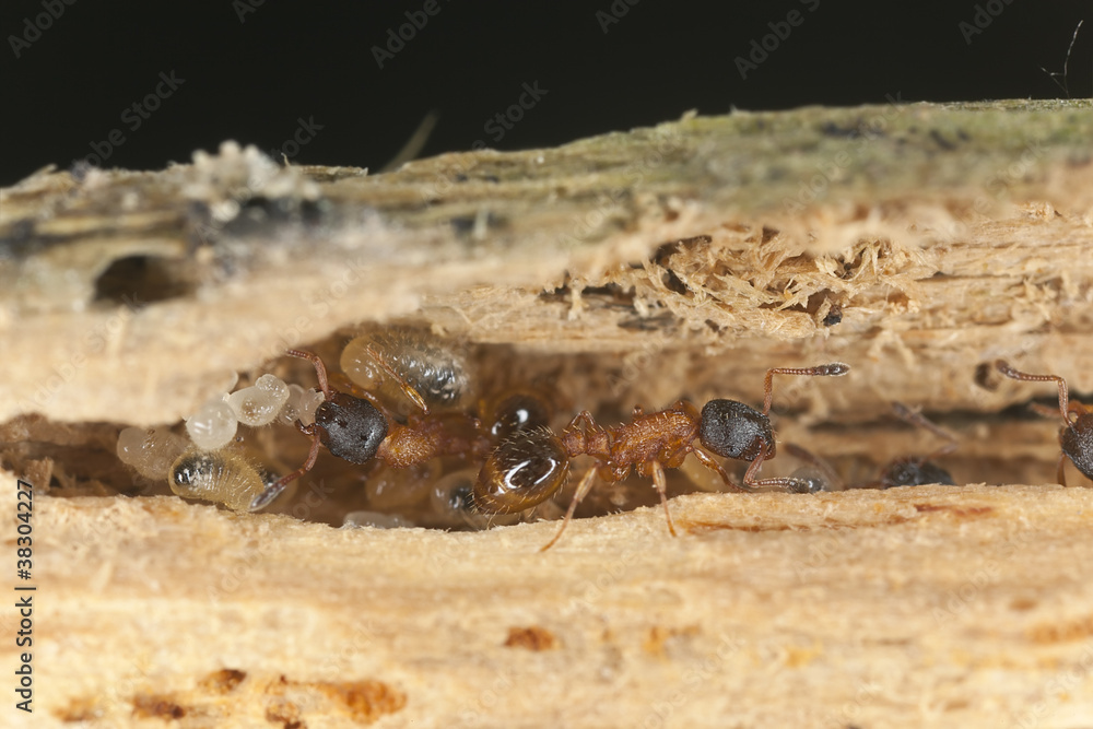 Fototapeta premium Fire ants larva resque