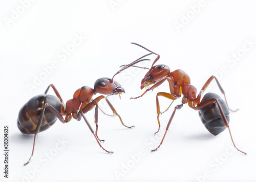 ants playing