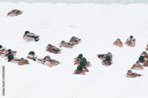 wild ducks in snow storm