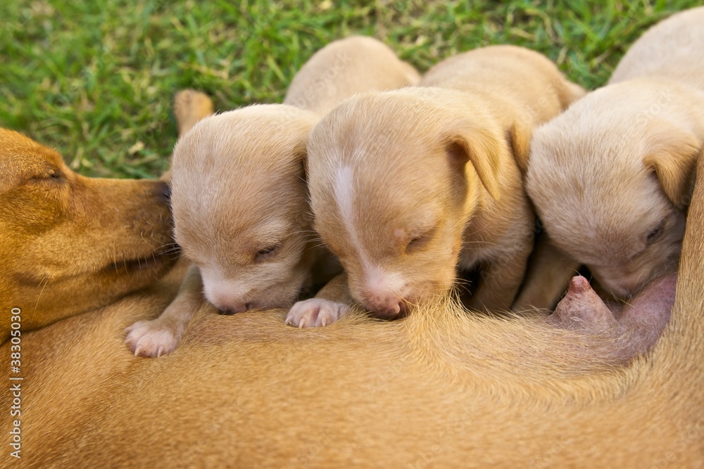 Can You Give Puppies Breast Milk