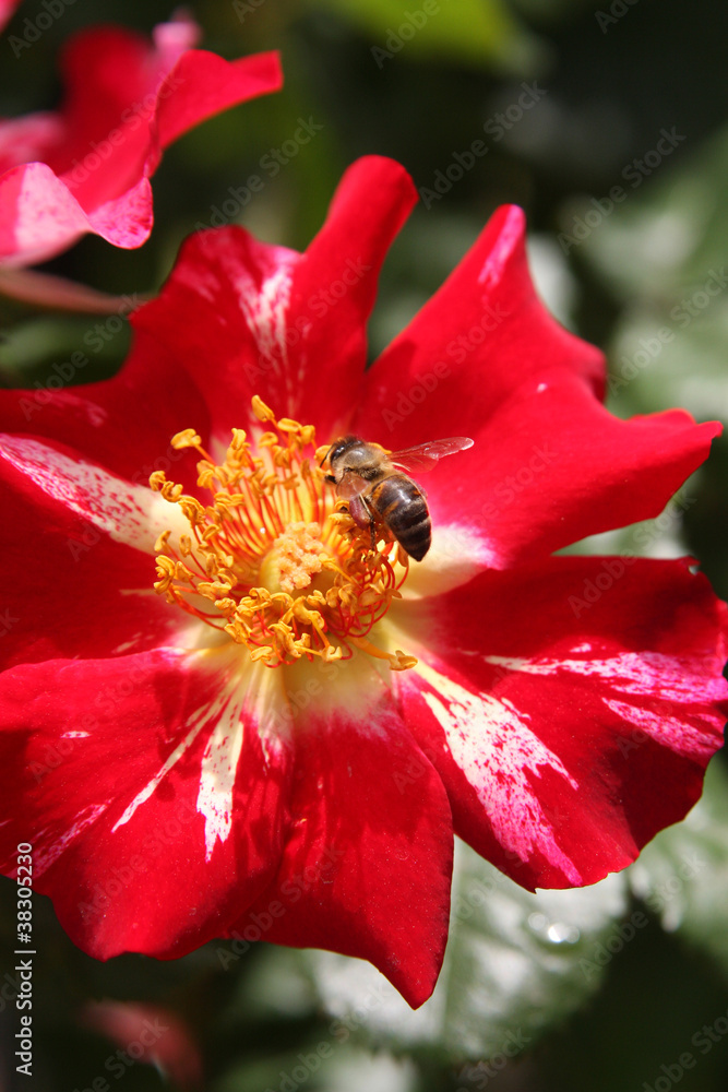 Honey bees gathering pollen and pollenating flowers Honey bees gathering pollen and pollenating flowers