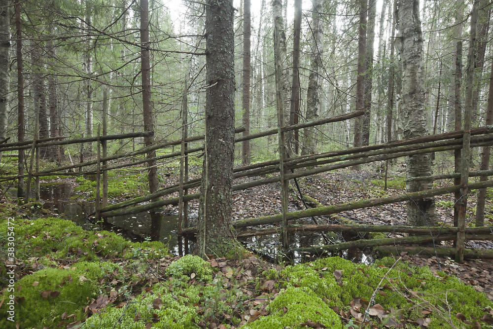 Old wooden fence dividing wet forest