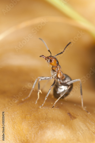 Southern wood ant, formica rufa in agressive position