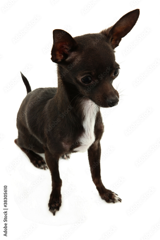 Full Shot Of Chihuahua