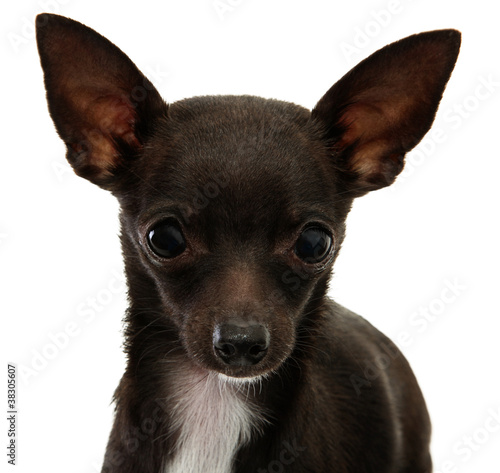 Chihuahua Face Close Up
