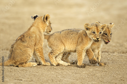Fototapeta Cute lion cubs