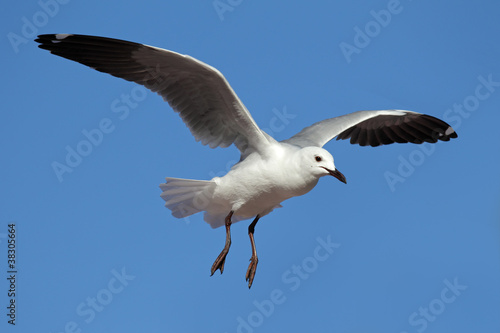 Hartlaub's gull in flight