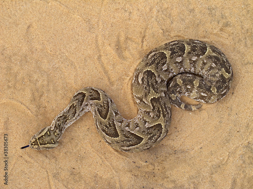 A poisonous puff adder (Bitis arietans) snake