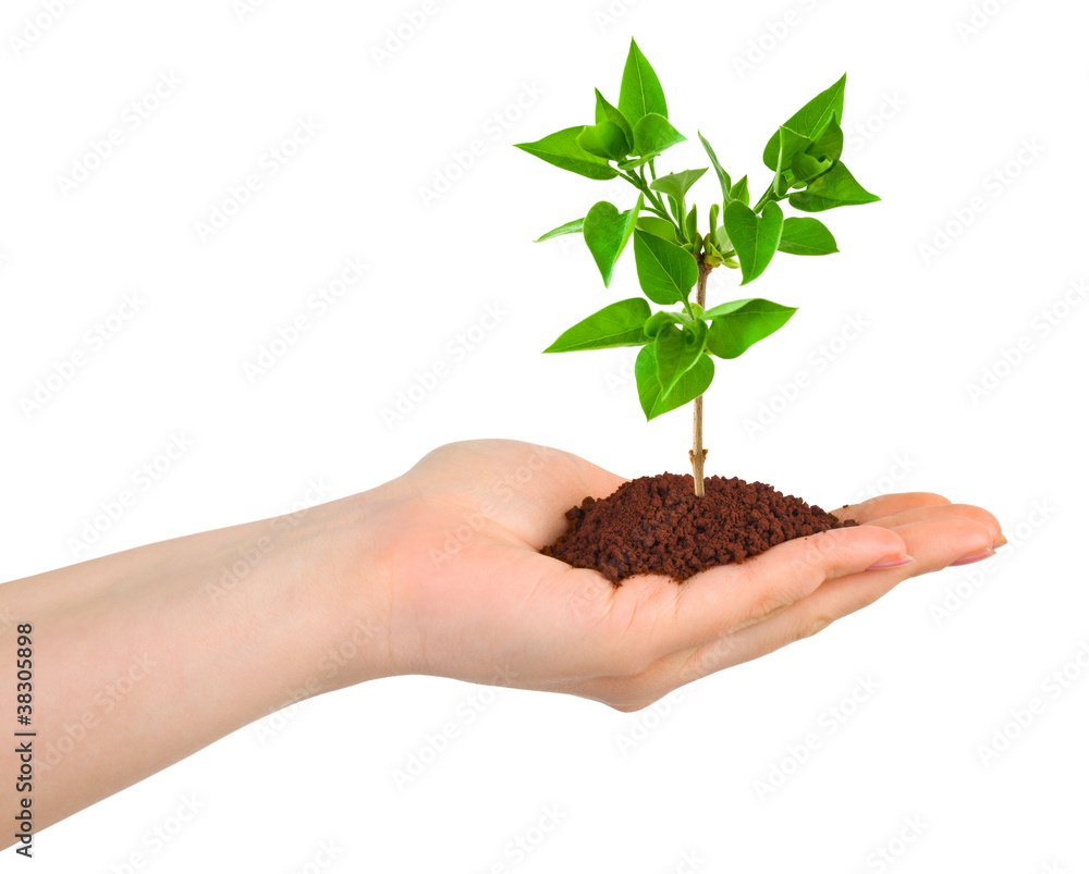 Hand and plant Hand and plant