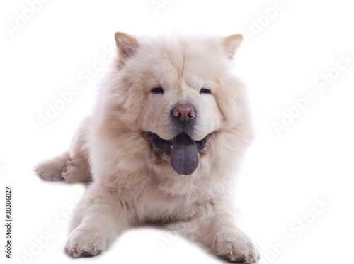 chow chow blanc qui tire la langue