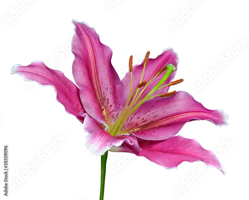 Fototapeta Naklejka Na Ścianę i Meble -  Pink Lily Flower on a Green Stick Isolated